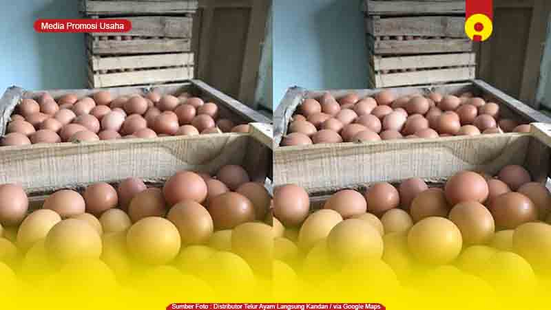 Toko Supplier Agen Telur Ayam di Cirebon