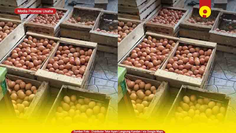 Toko Supplier Agen Telur Ayam di Padang, Sumatera Barat